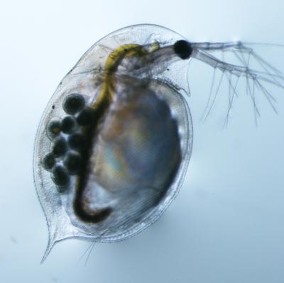 Female <i>Daphnia pulex</i>