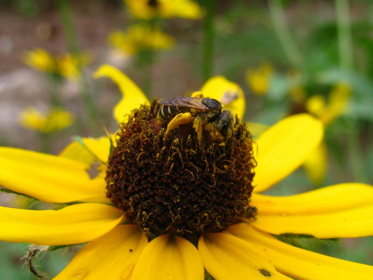 Sweat Bee (<em>Halictus ligatus</em>)