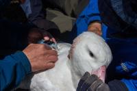 Attaching a Centurion Tag on An Adult Wandering Albatross
