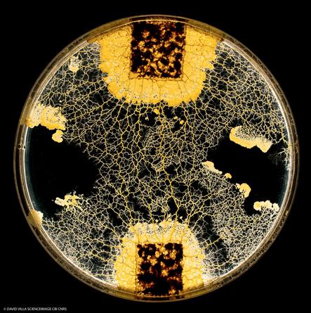 Slime Mold Absorbs Substances to Memorize Them