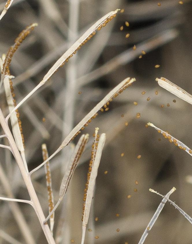 Rapid Evolution Helps Plants Disperse in Disrupted Environments (2 of 2)