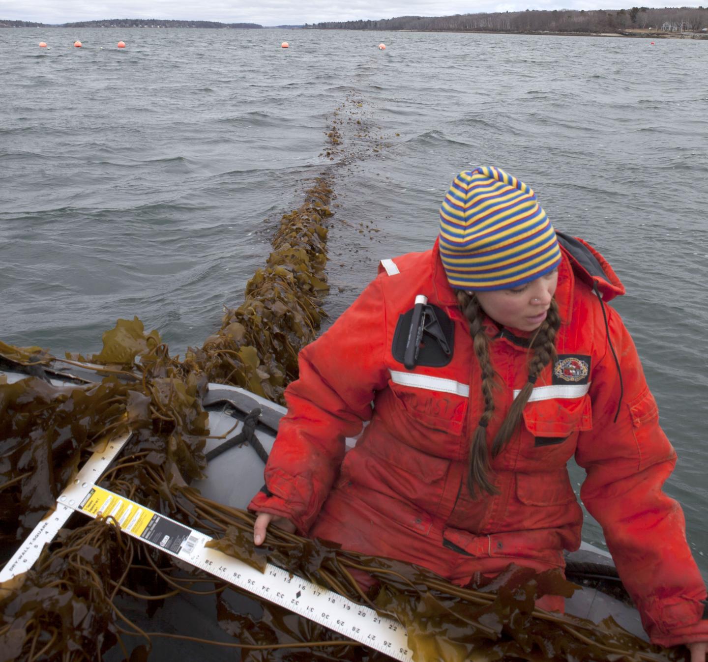 Measurement of kelp in Casco Bay, Maine.