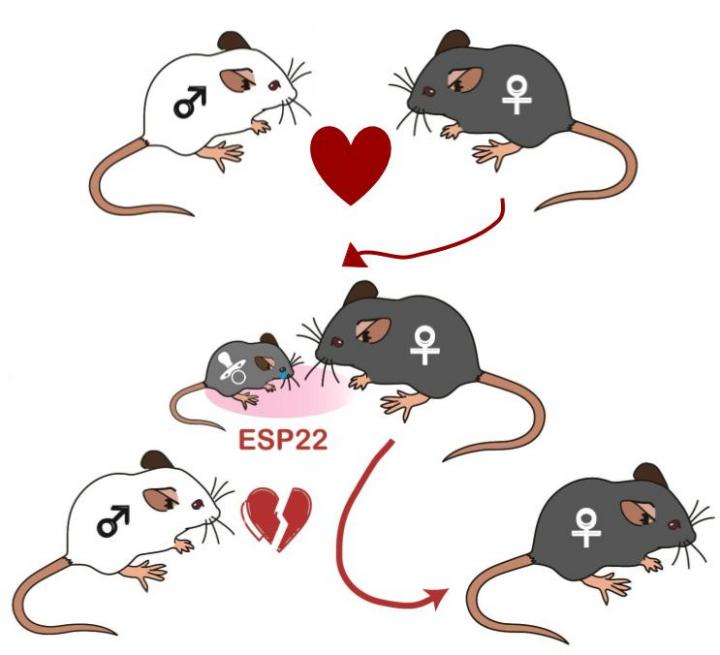 Cartoon of Osakada <em>et al</em>. 2018 Research