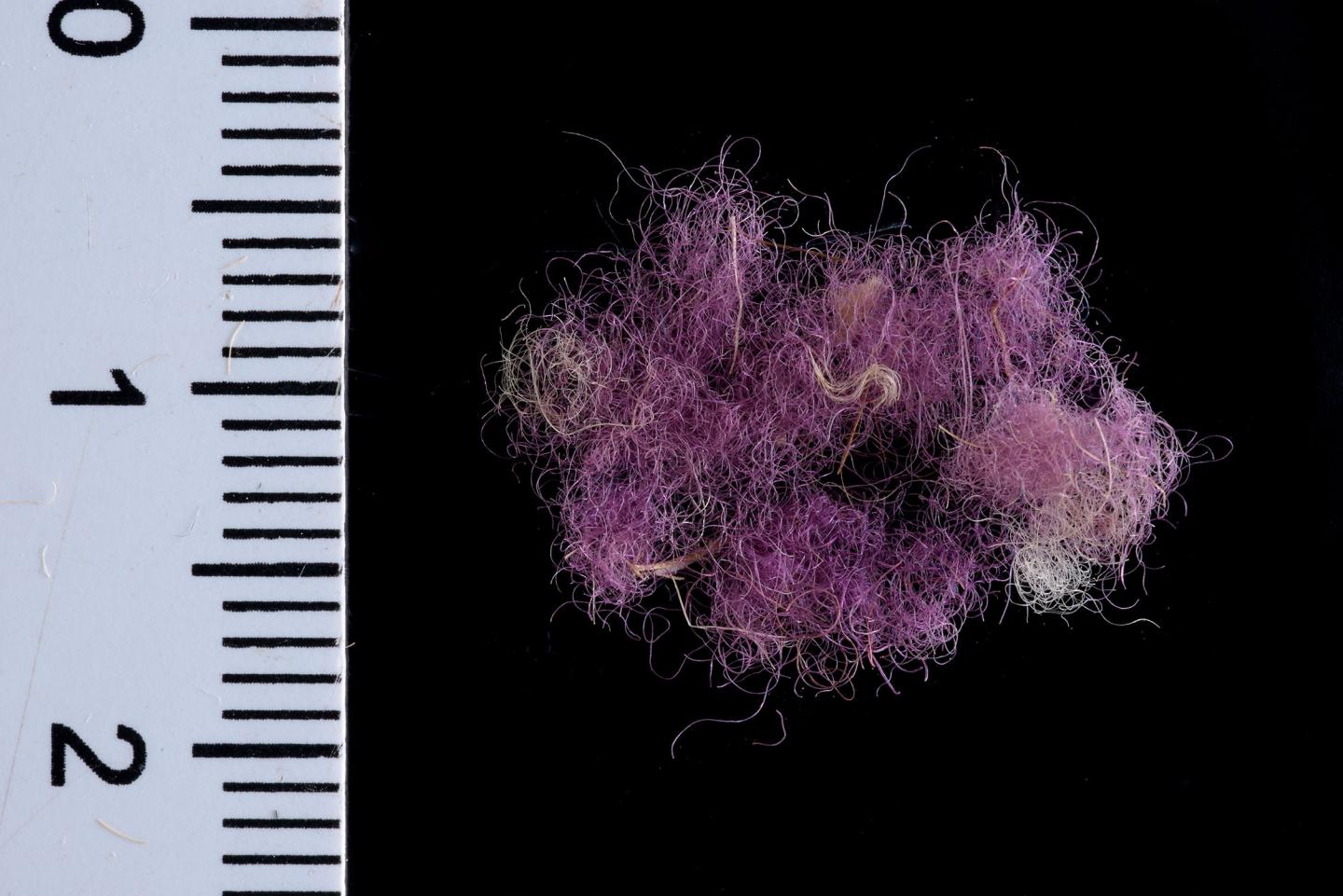 Wool fibers dyed with Royal Purple,~1000 BCE, Timna Valley, Israel.
