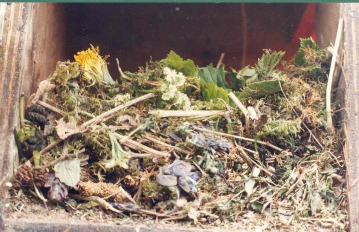 Starling Nest with Aromatic Herbs
