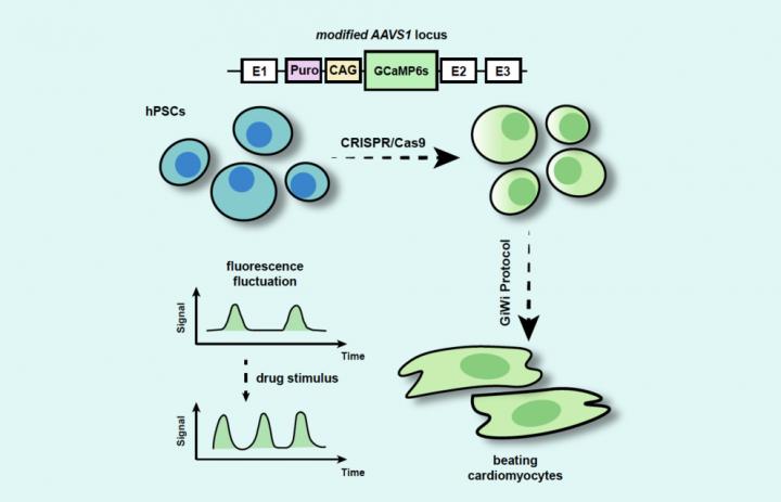 Stem Cell Conversion