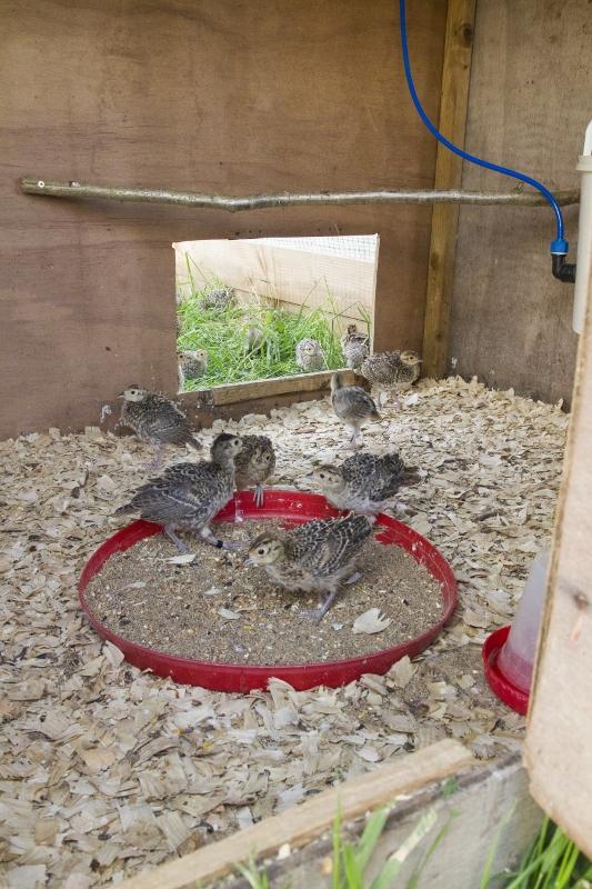 Pheasants with Perch