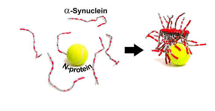 SARS-CoV-2 protein interacts with Parkinson’s protein, promotes amyloid formation