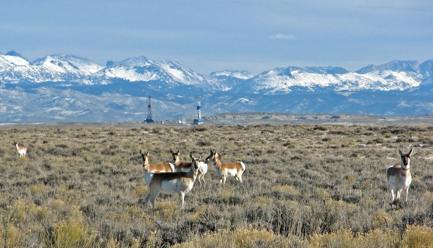 Pronghorn and Gas Field