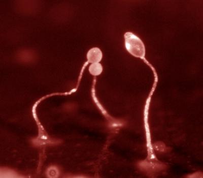 <i>Dictyostelium</i> Amoeba