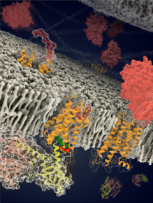 The structures and models of ADGRF1 in distinct conformational states