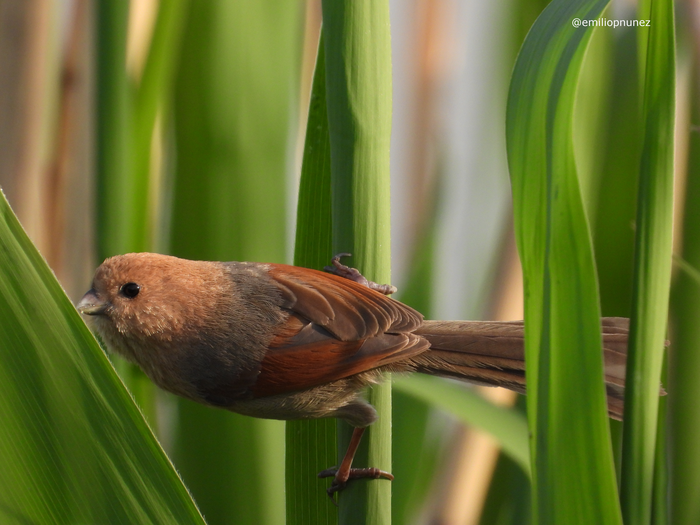 Vinous-throated parrotbill