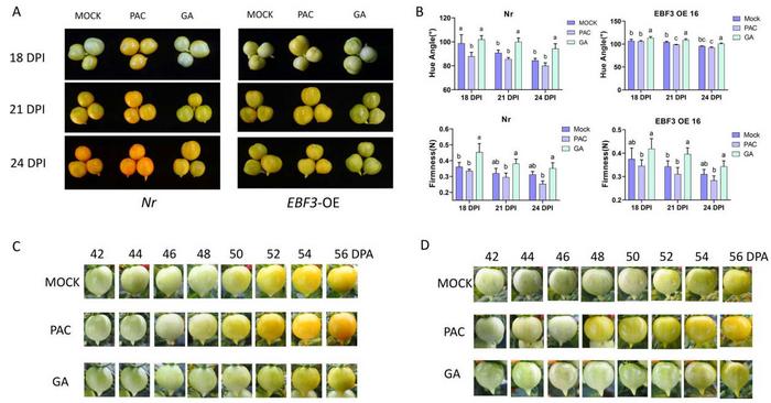 Exogenous GA-treatment inhibits fruit ripening process in ethylene signal impaired mutants.