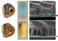 Microscopic Details Underlying Structural Color