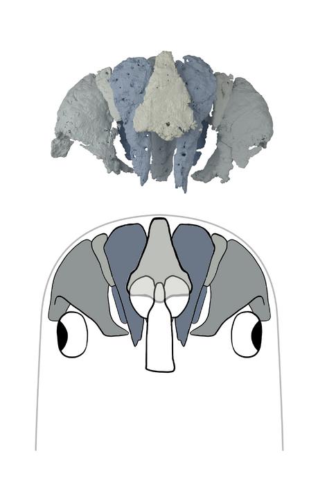 Eriptychius Reconstruction