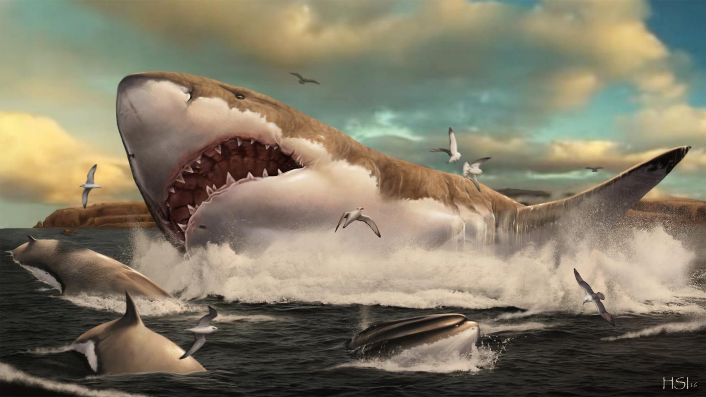 Otodus megalodon preying upon the whale Cethoterium