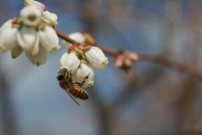 Honey Bee on a Highbush Blueberry Flower