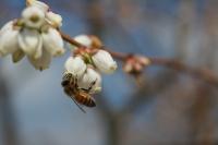 Honey Bee on a Highbush Blueberry Flower