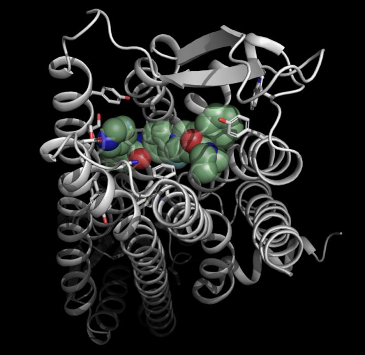 Molecular blueprint for important receptor deciphered