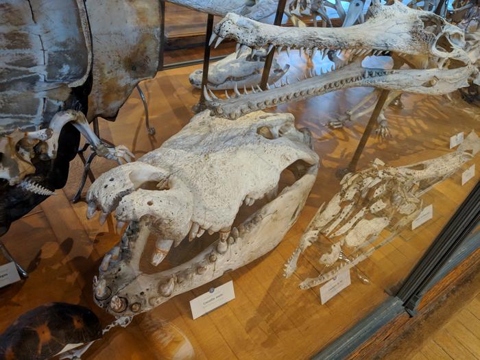 Crocodile skull