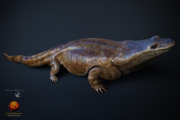 <i>Metoposaurus</i> Model