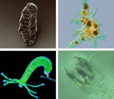 Environmental Microbes