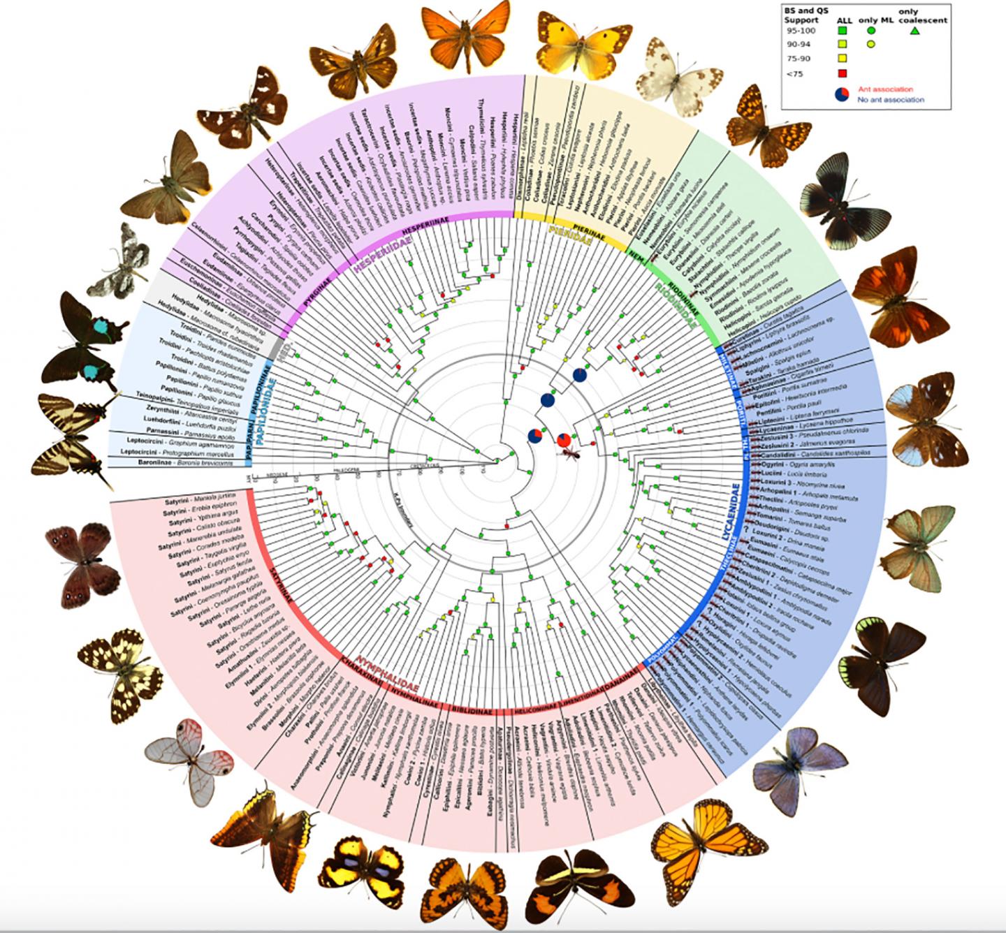 First Comprehensive Map of Butterfly Evolution