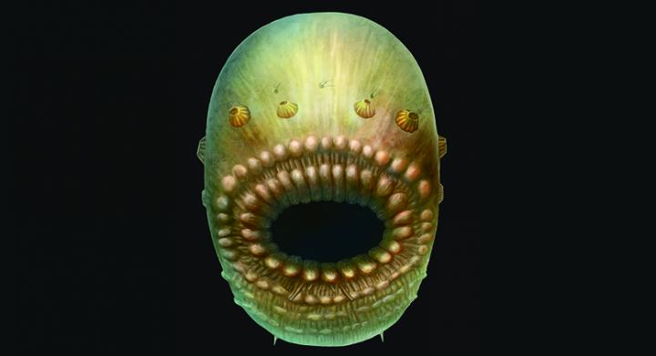 <i>Saccorhytus Coronarius</i>
