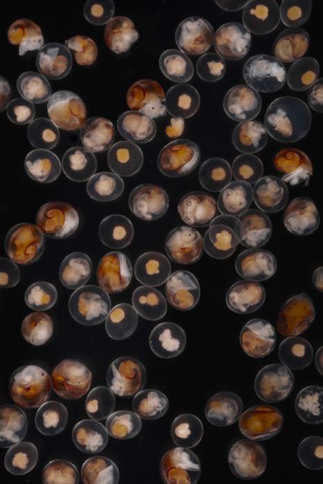 Embryos that developed inside a live bearing female snail