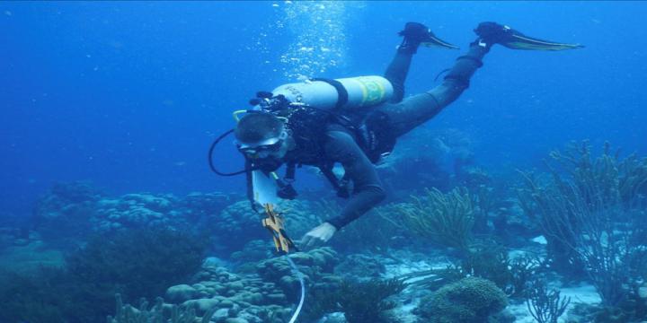 FSU Researchers Find Diverse Communities Comprise Bacterial Mats Threatening Coral Reefs