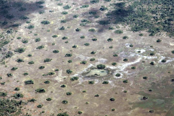 Termite Mounds Lead to 'Islands of Fertility' (9 of 12)