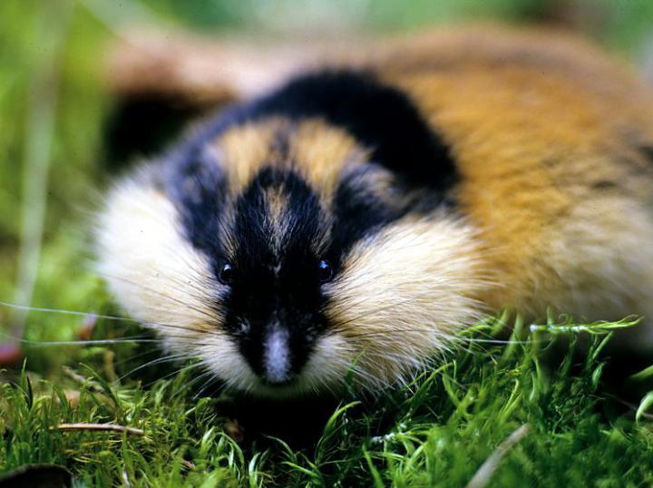 Norwegian Lemming