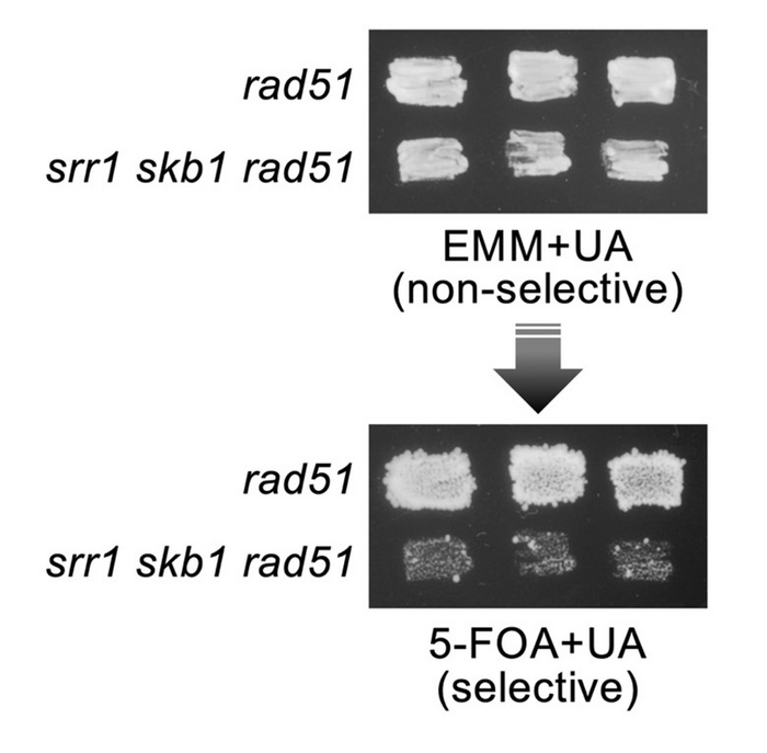 Srr1 and Skb1 promote gross chromosomal rearrangements in fission yeast.