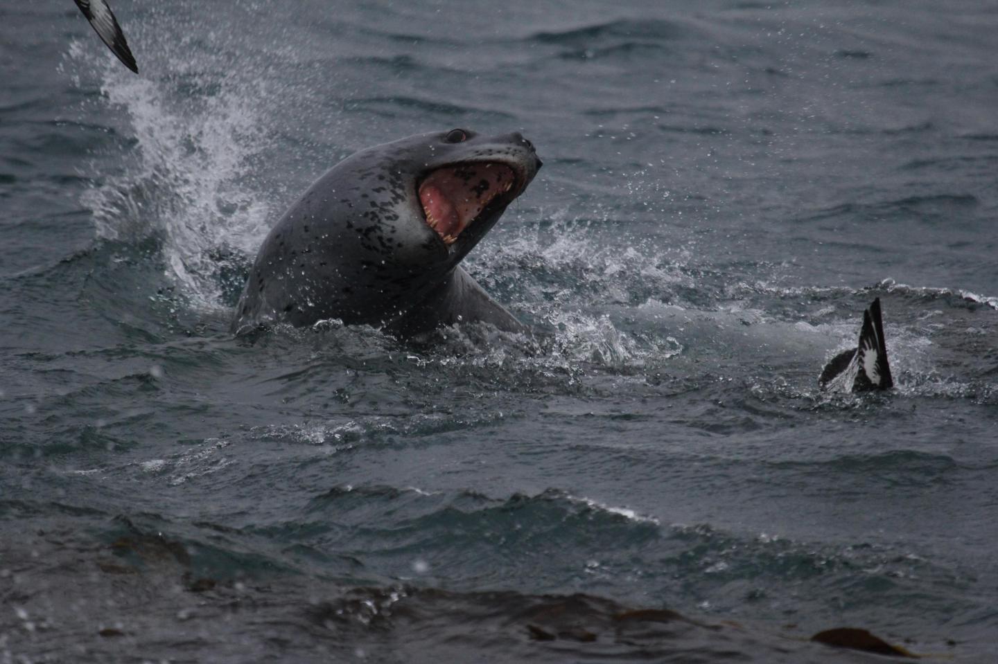 Leopard Seals