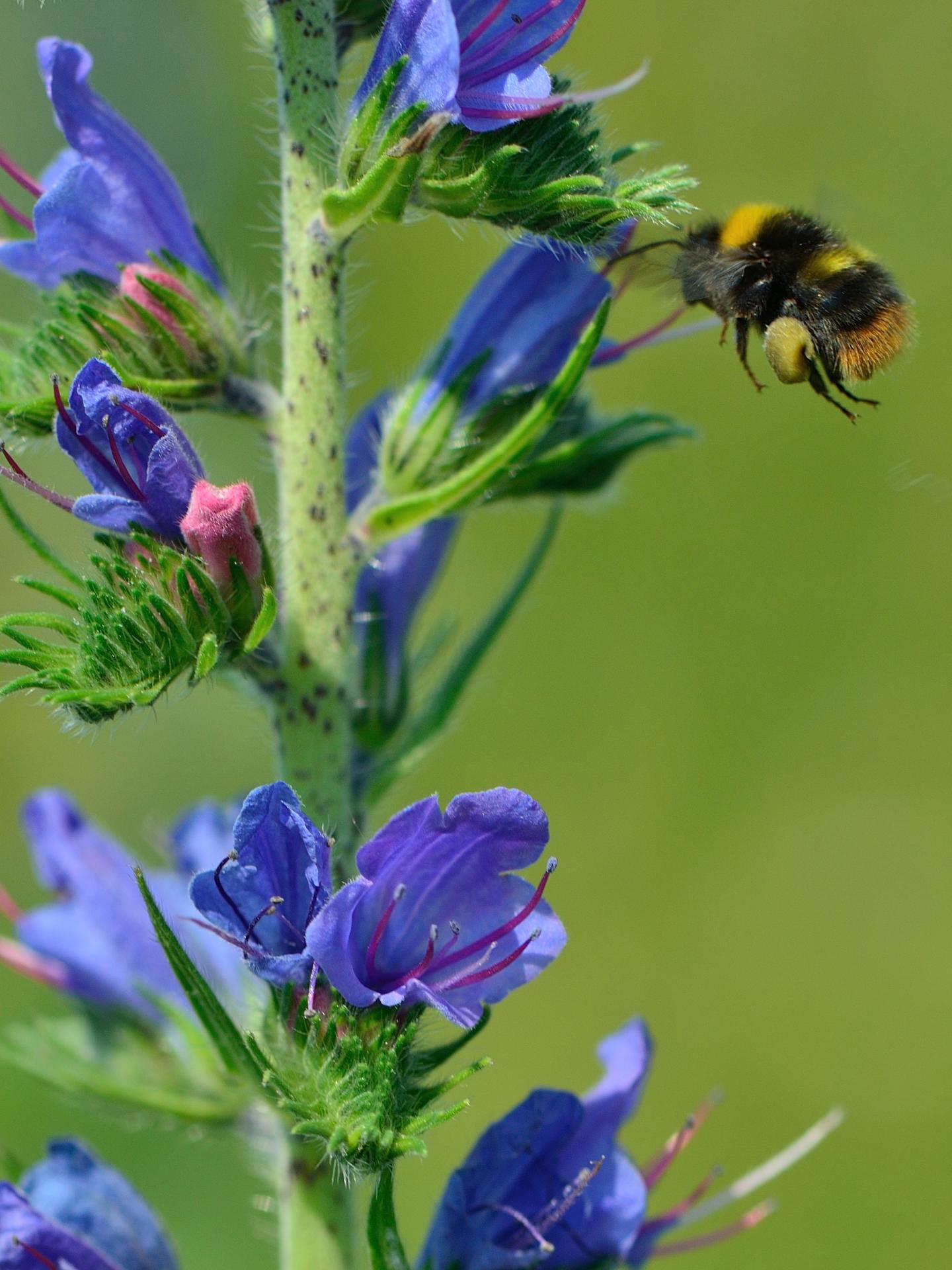 The Bumble Bee Collects Pollen