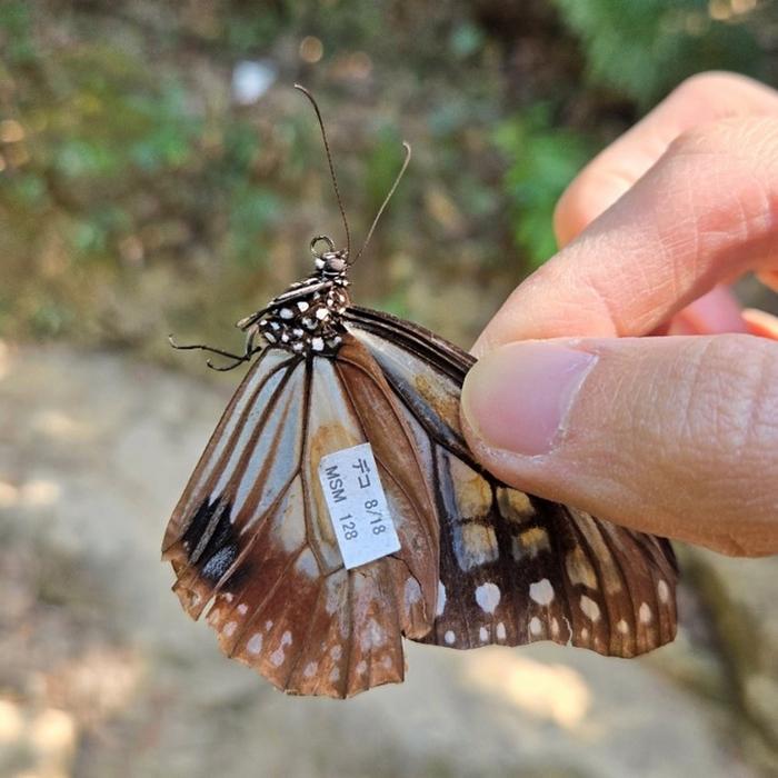 The Chestnut Tiger (Parantica sita) captured in Repulse Bay on Dec 21 2024 was tagged in Japan on Aug 18 2024.