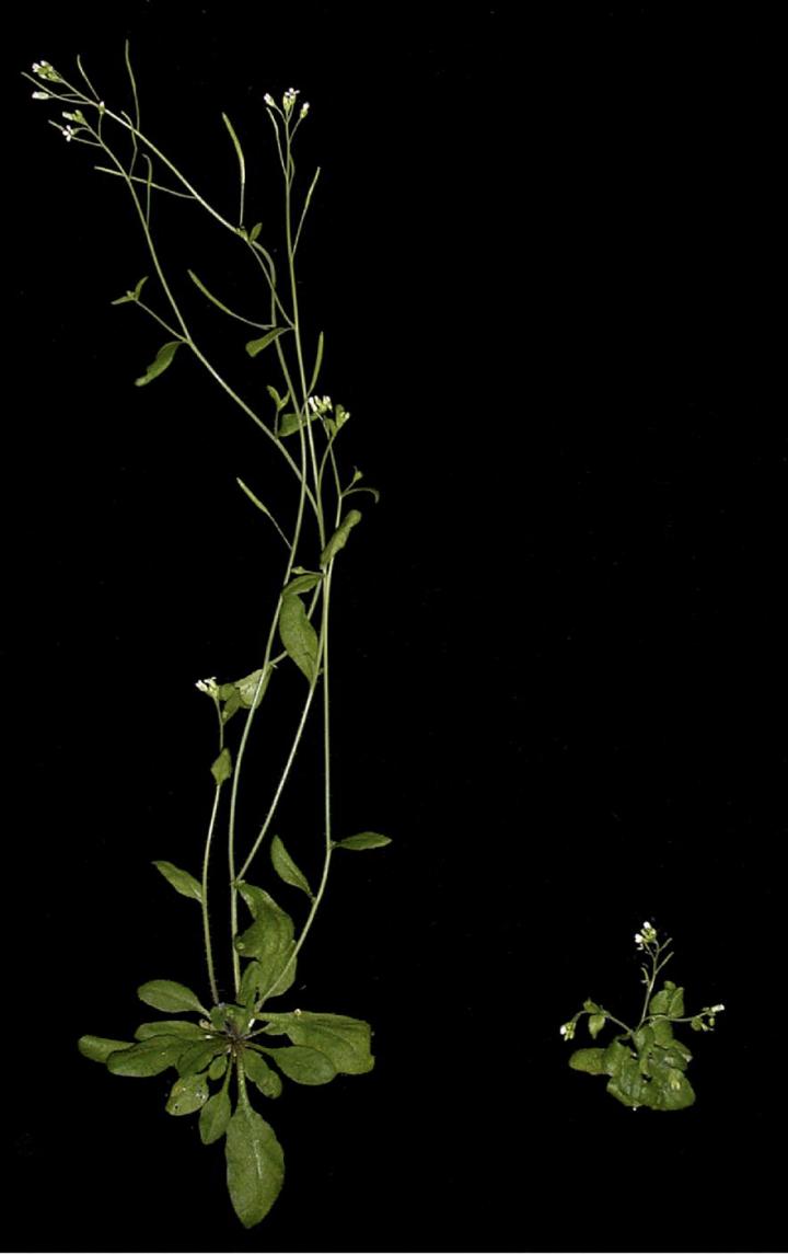 <em>Arabidopsis</em> Auxin Mutant