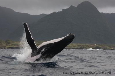 Humpback Whale Breaches