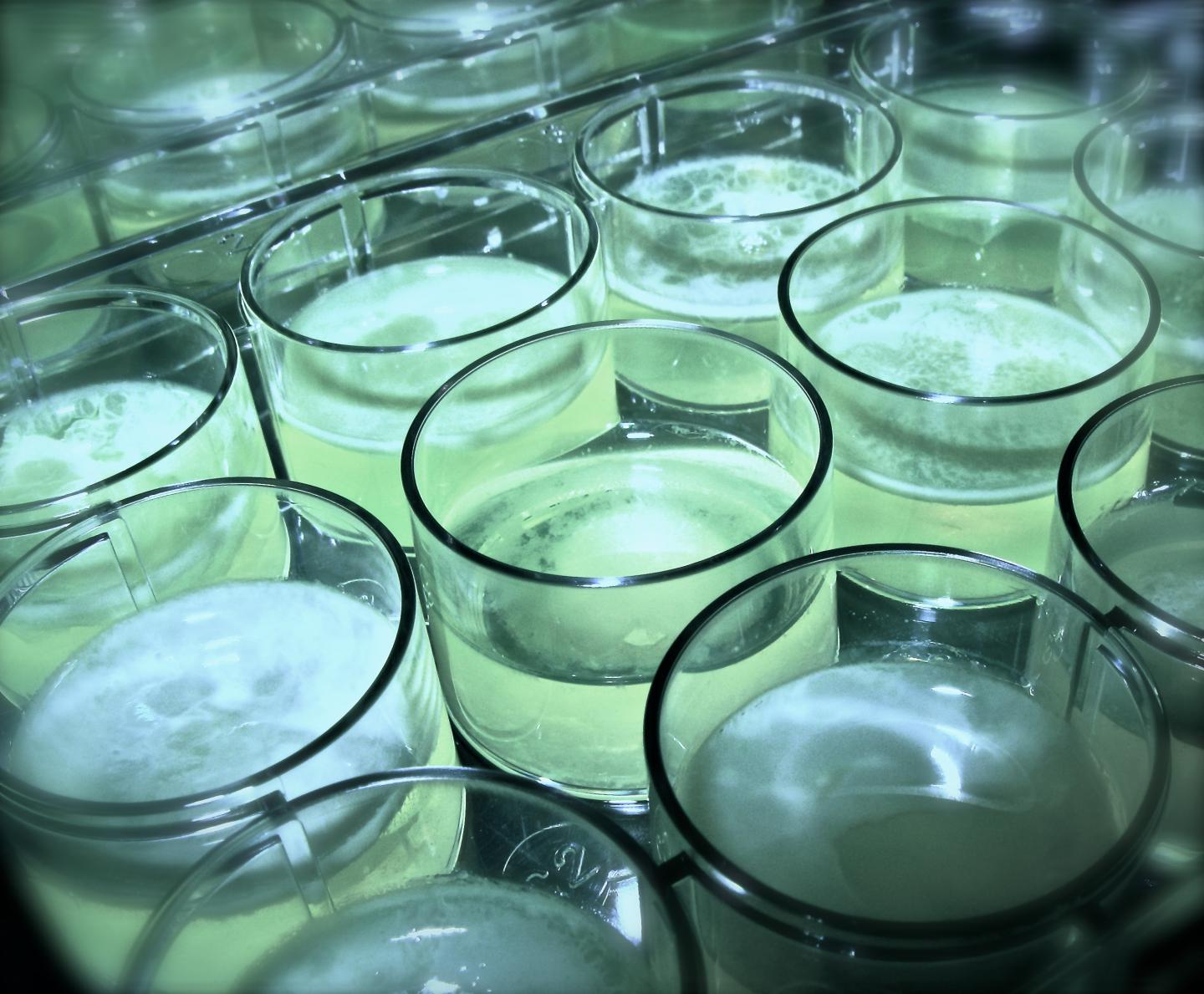 <I>Pseudomonas fluorescens</I>