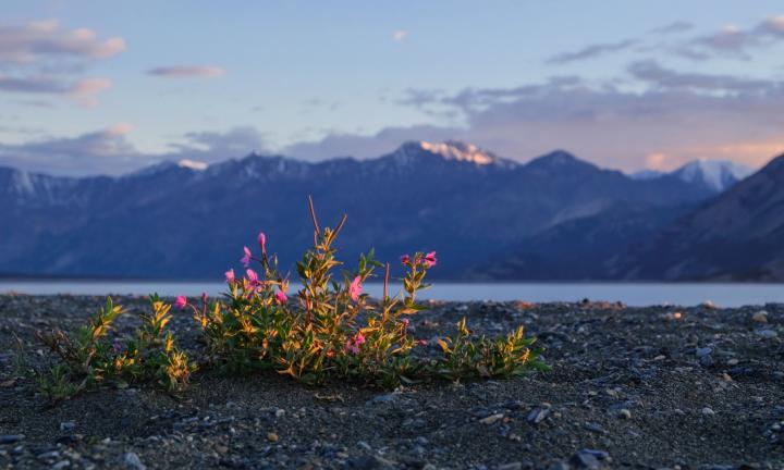 Dwarf Fireweed in Lake Yukon