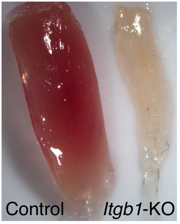 The Importance of Integrin