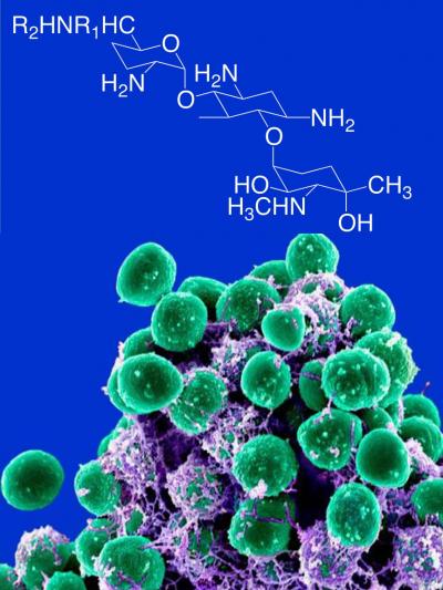 <em>Staphylococcus epidermidis</em>