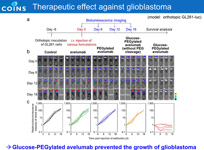 Therapeutic effect against glioblastoma