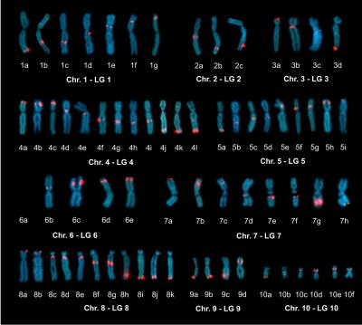 <i>Xenopus tropicalis</i> Chromosomes
