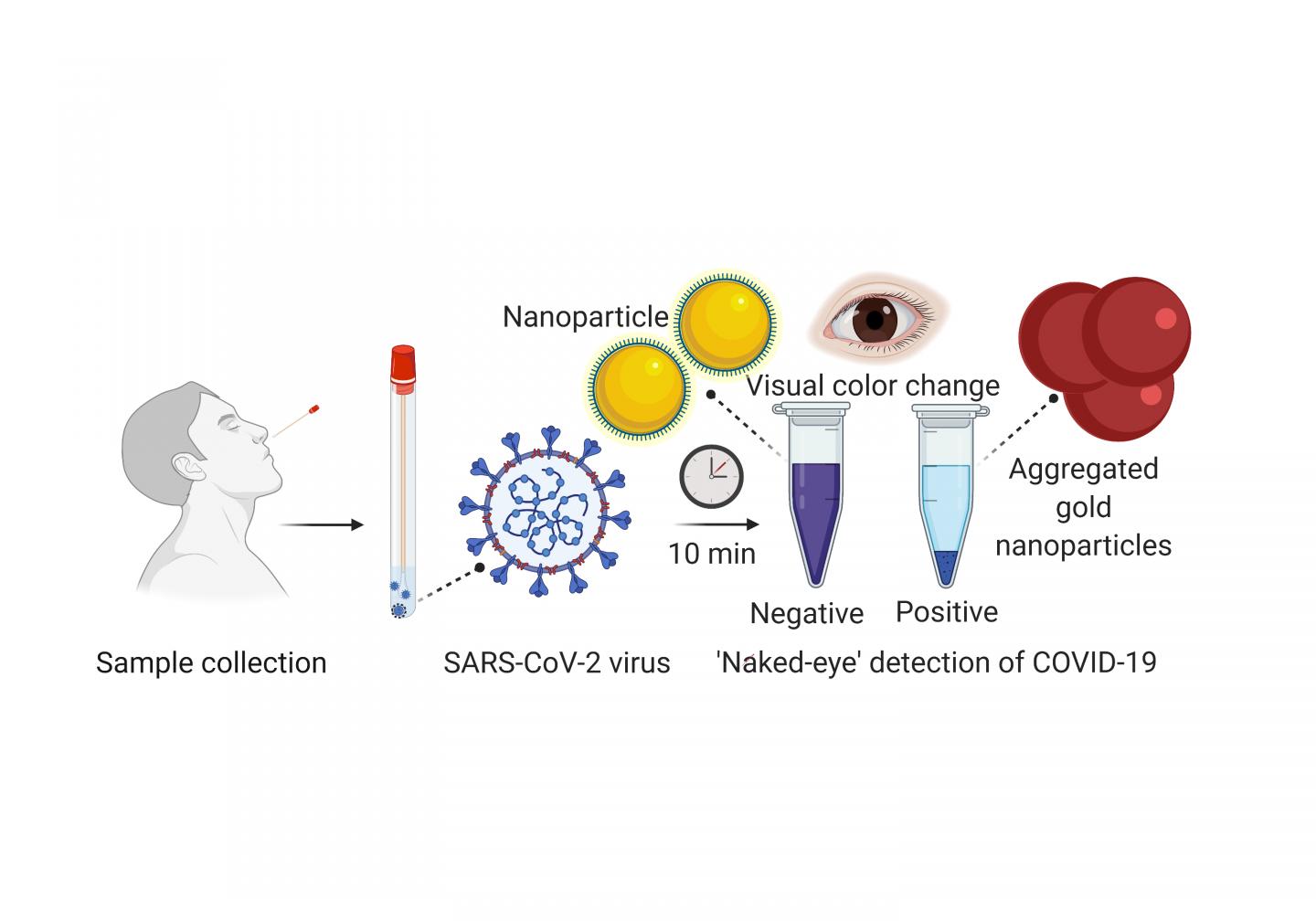 Rapid Covid-19 Test Using Visual Detection Technique