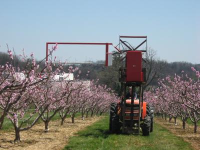Horizontal String Trimmer Reduces Labor Costs, Increases Peach Size