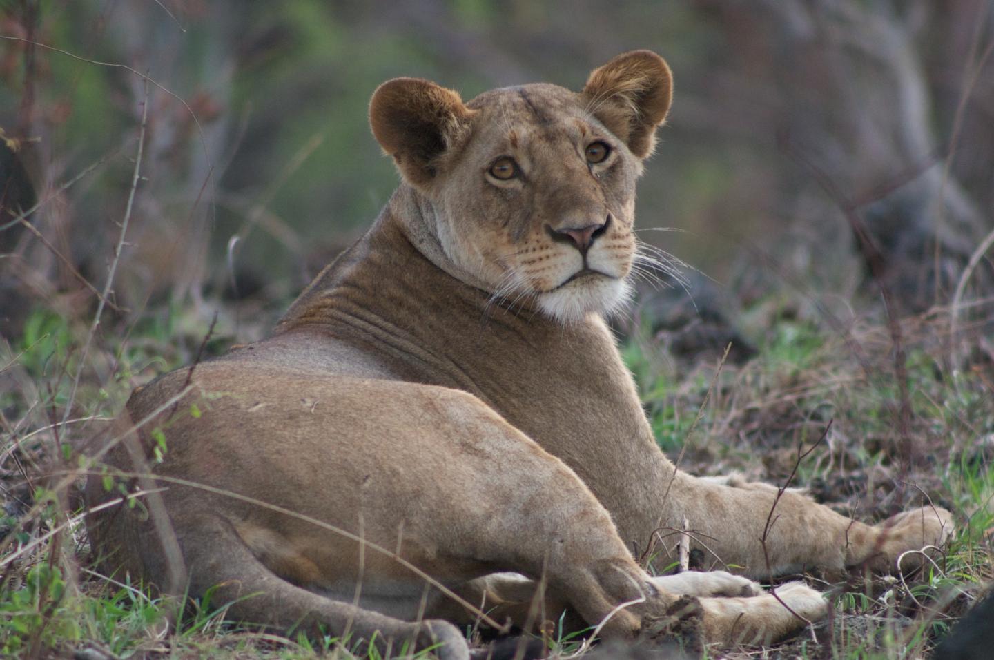 African Lion