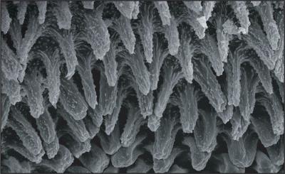 Scorpion Book Lung Spiracle