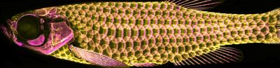 Juvenile Zebrafish with Scales