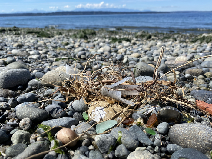 Beach litter at Discovery Park